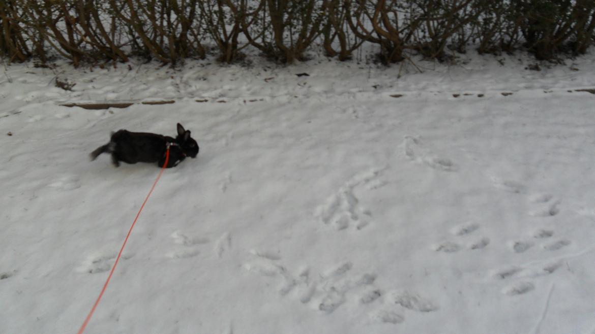 Kanin " Visby´s Fairy tale billede 1