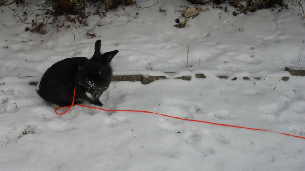 Kanin " Visby´s Fairy tale billede 2