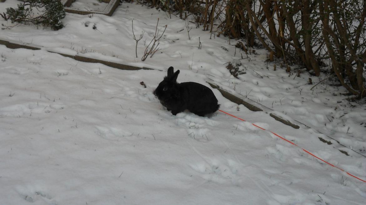 Kanin " Visby´s Fairy tale billede 3