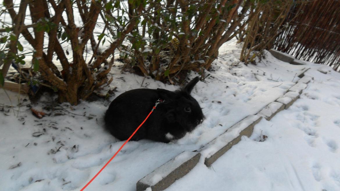 Kanin " Visby´s Fairy tale billede 5