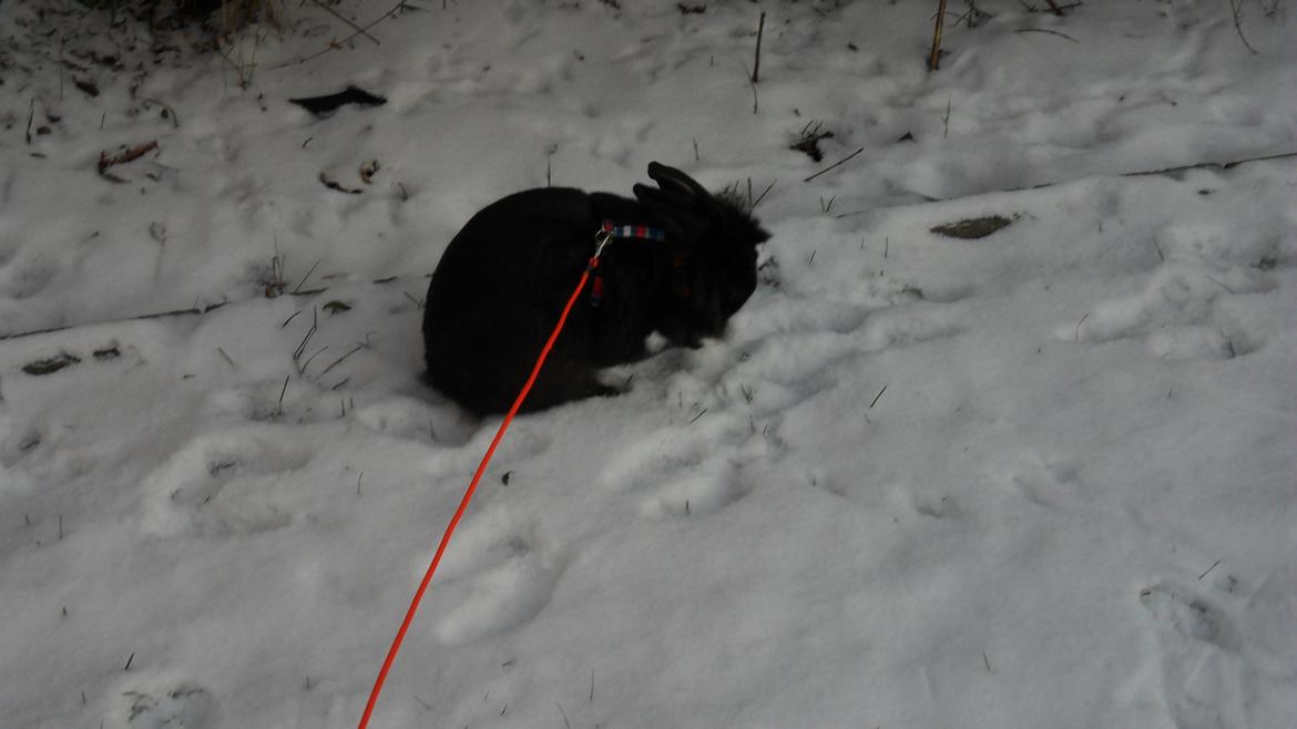 Kanin " Visby´s Fairy tale billede 4