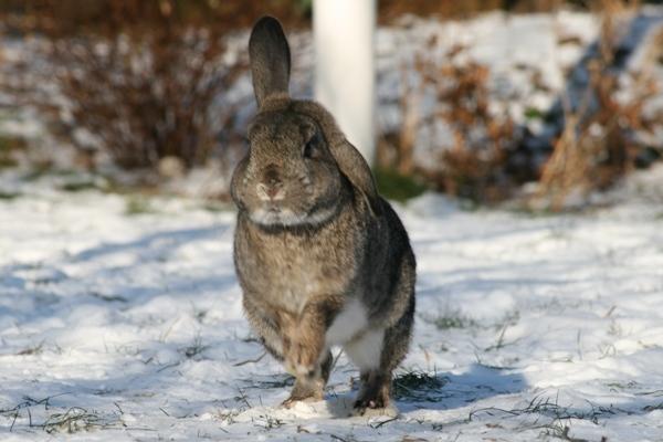 Kanin Nidus' SCh. Nardus Stricta af Sommerly billede 19