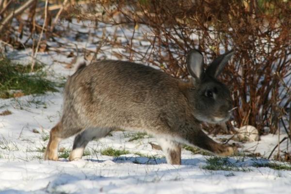 Kanin SCh. Neottia Nidus-avis billede 19