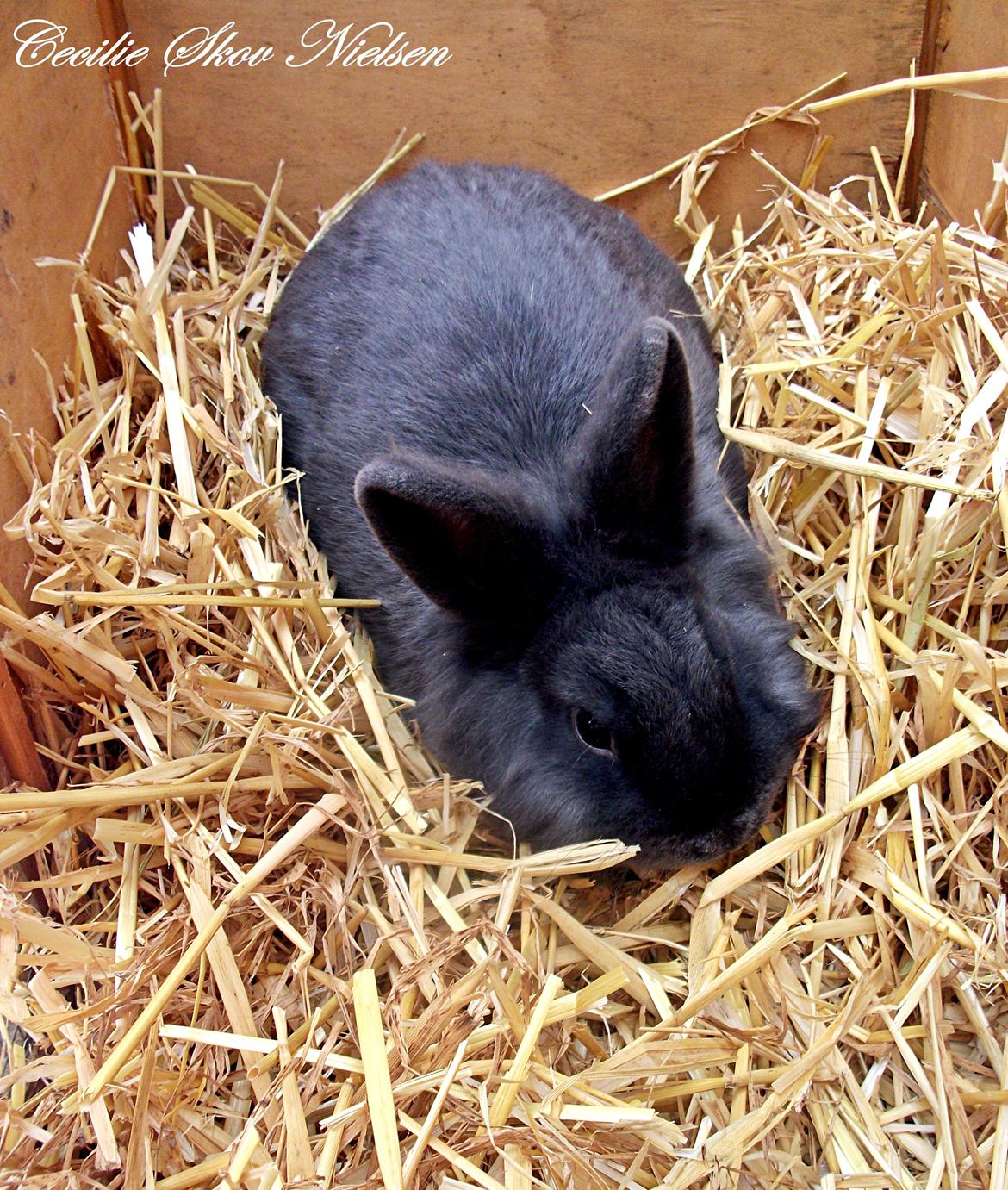 Kanin Ninka  billede 1