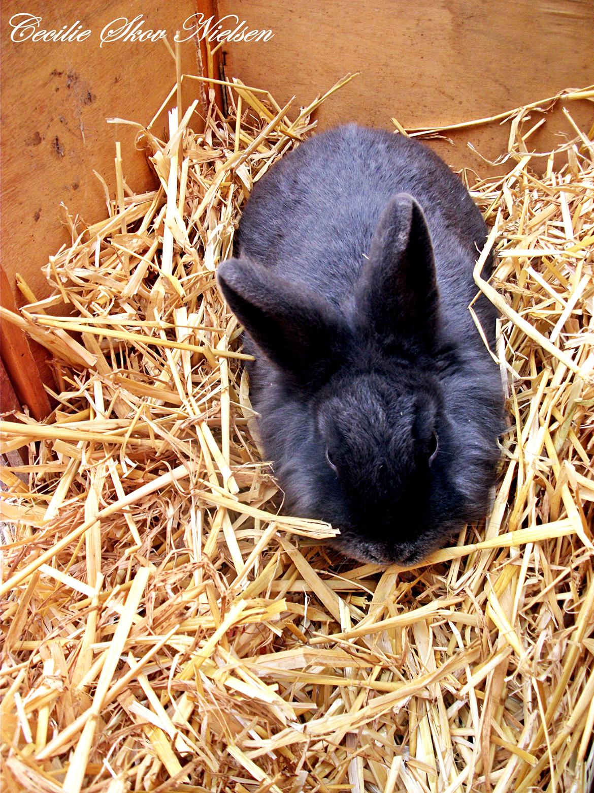 Kanin Ninka  billede 3