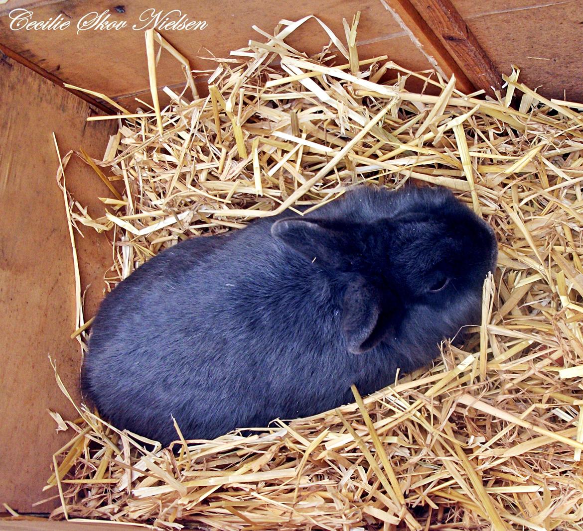 Kanin Ninka  billede 4