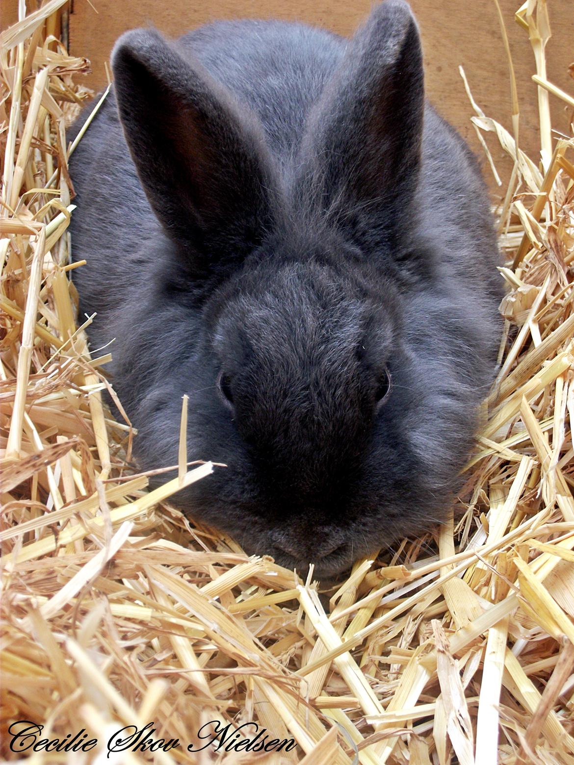 Kanin Ninka  billede 5