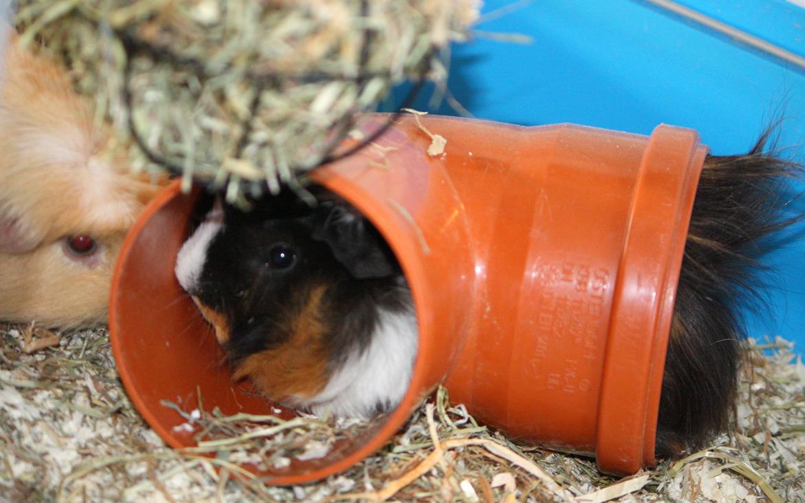 Marsvin Arnold billede 3