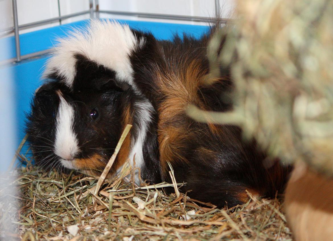 Marsvin Arnold billede 4