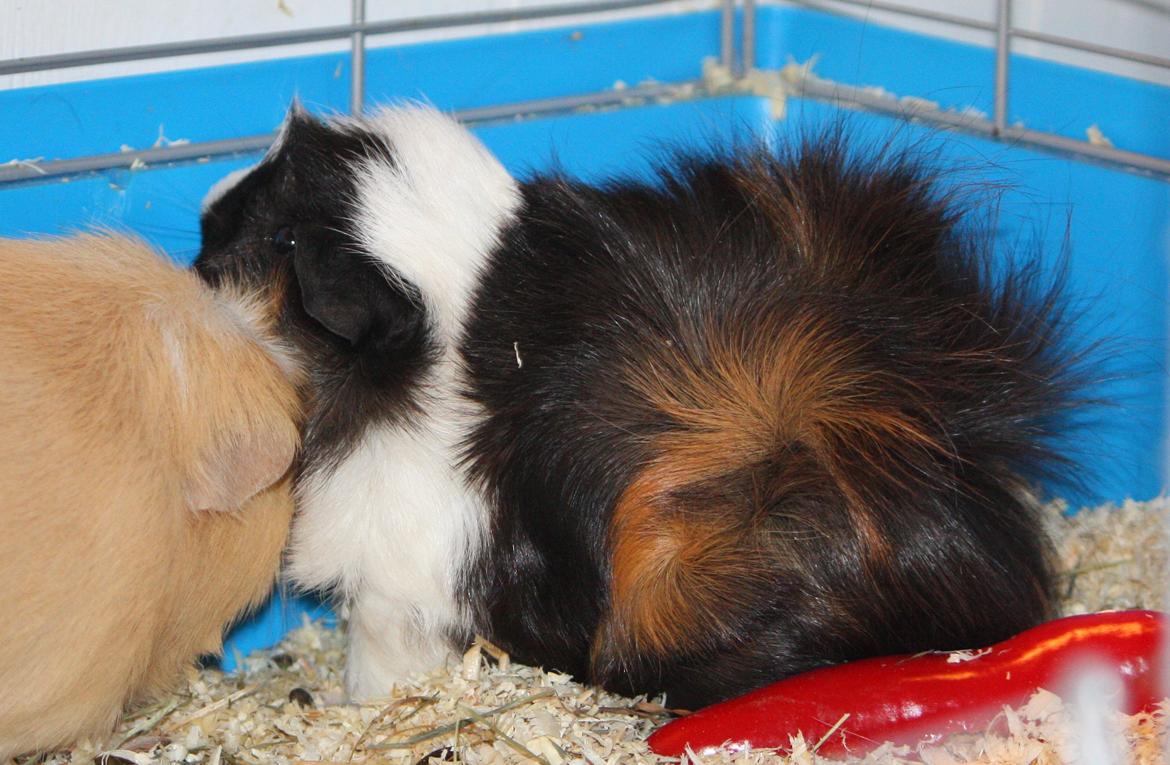 Marsvin Arnold billede 5