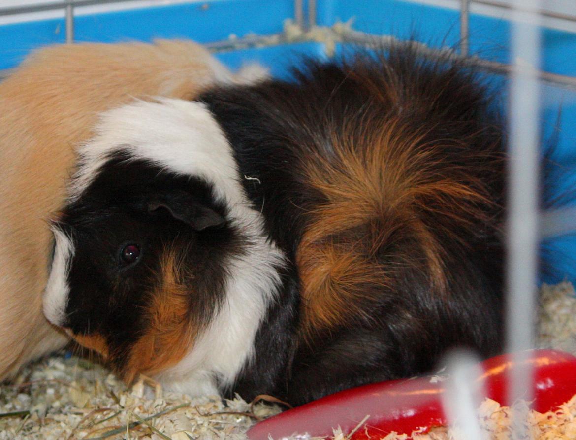 Marsvin Arnold billede 6