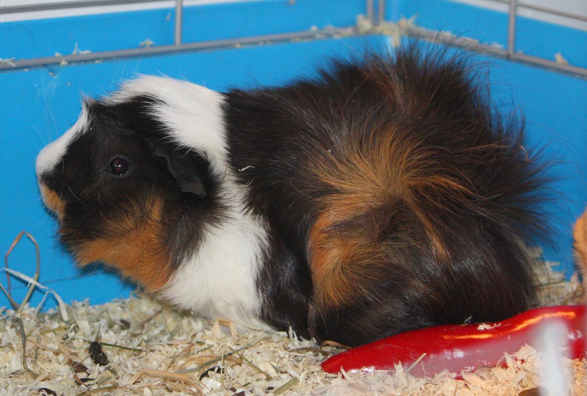 Marsvin Arnold billede 7