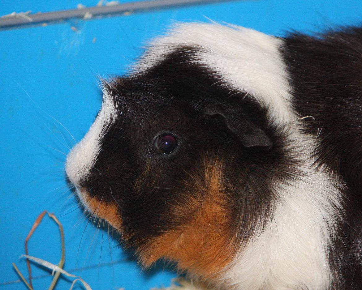 Marsvin Arnold billede 8