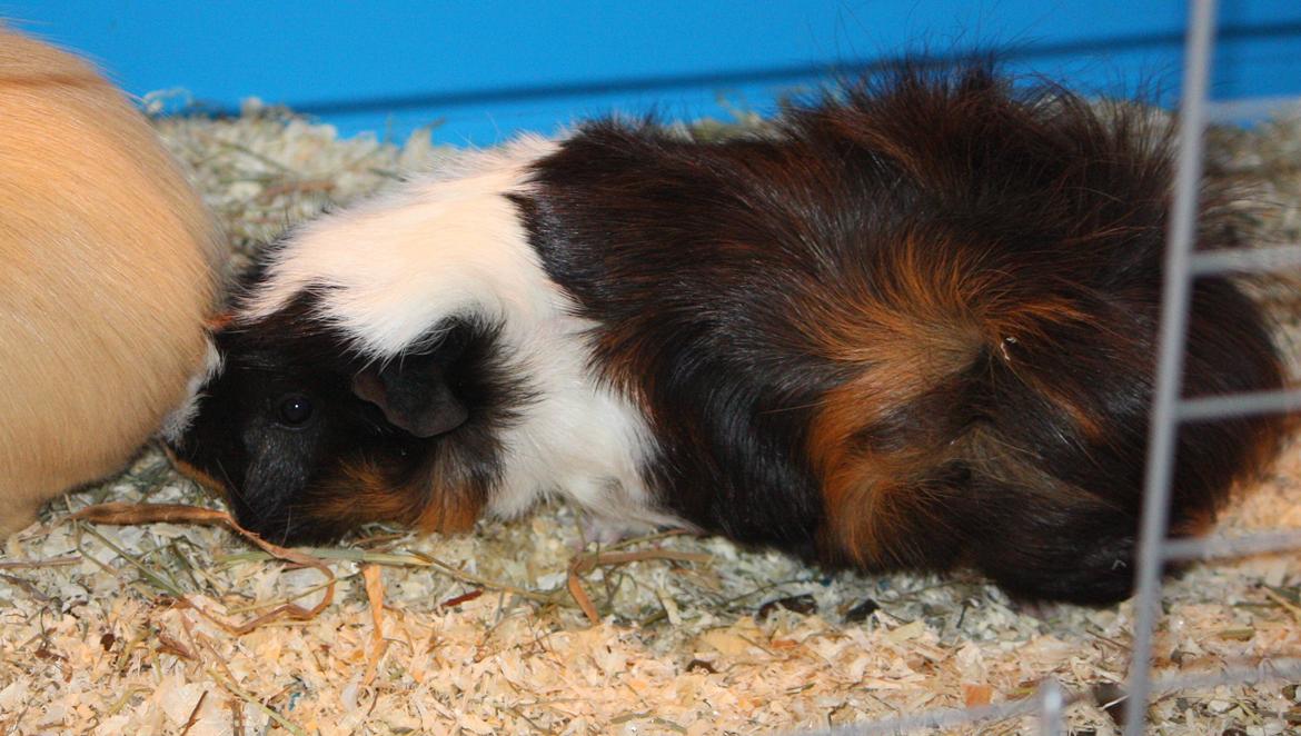 Marsvin Arnold billede 9