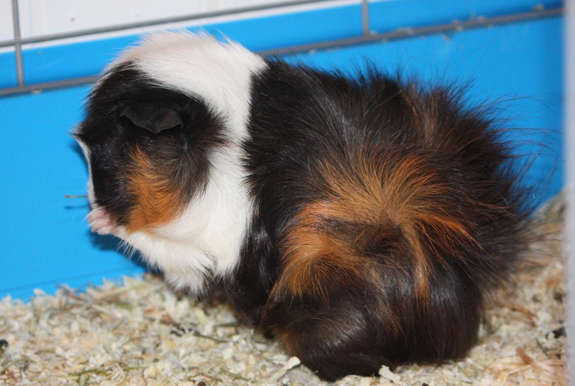 Marsvin Arnold billede 10