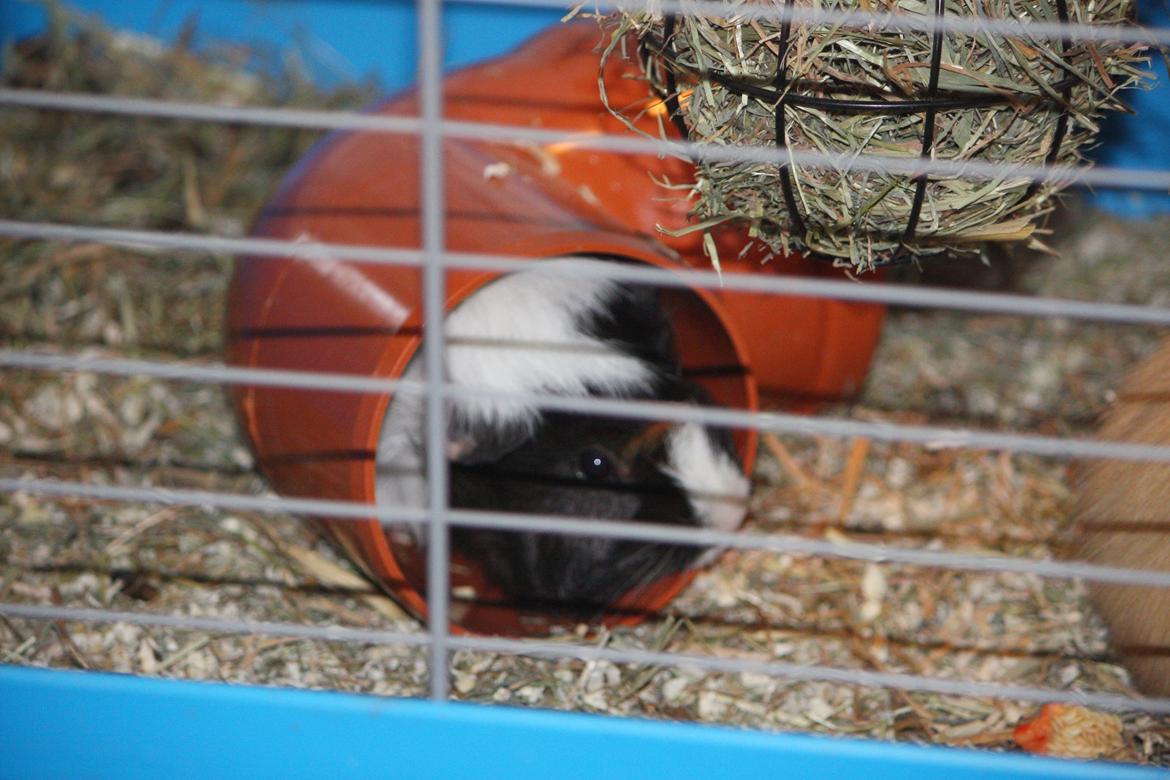 Marsvin Arnold billede 11