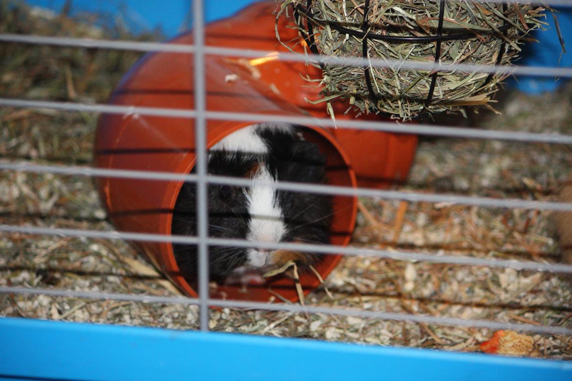 Marsvin Arnold billede 12