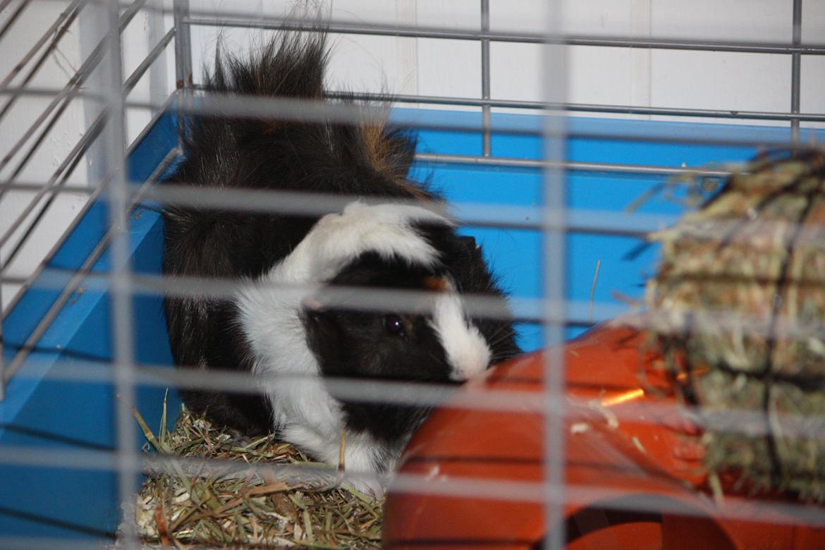 Marsvin Arnold billede 13