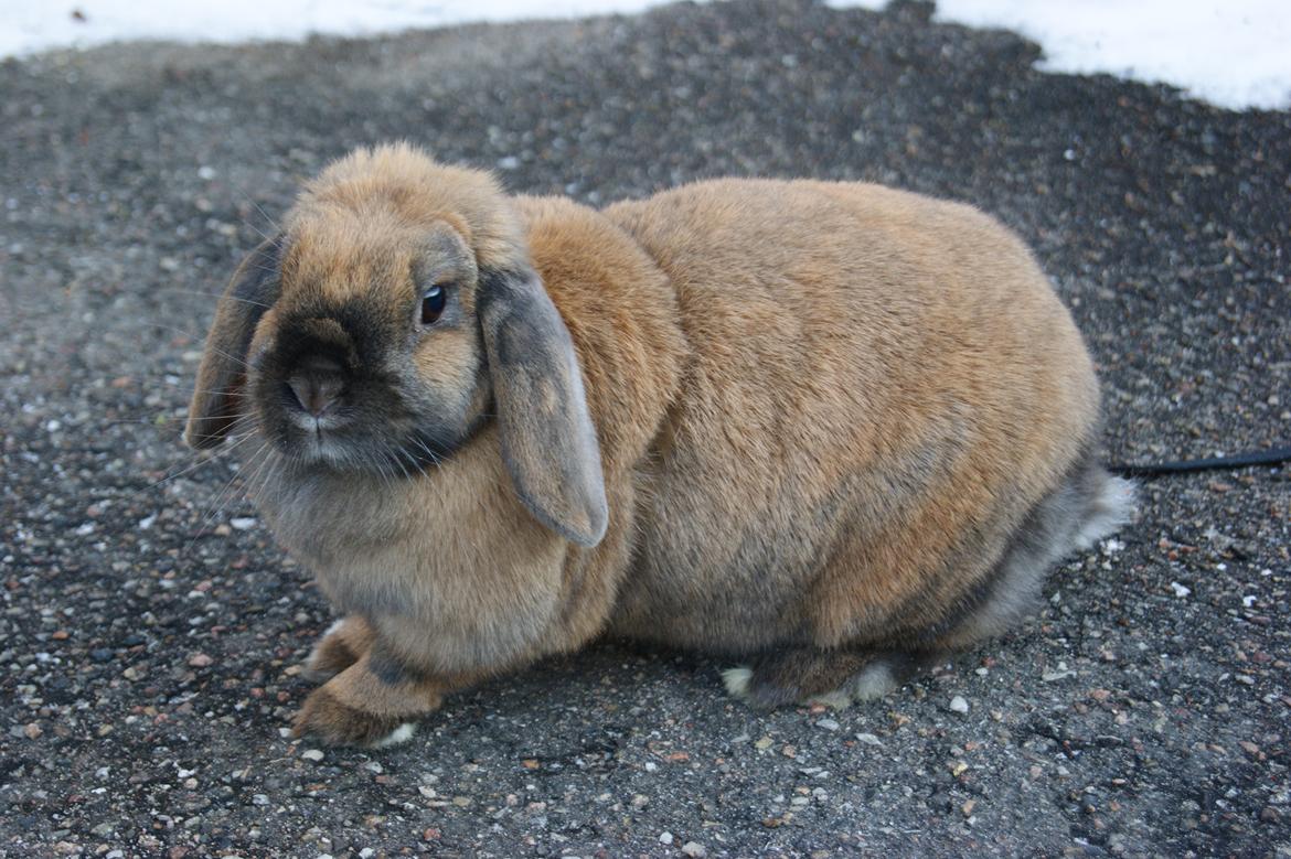 Kanin Ida billede 7