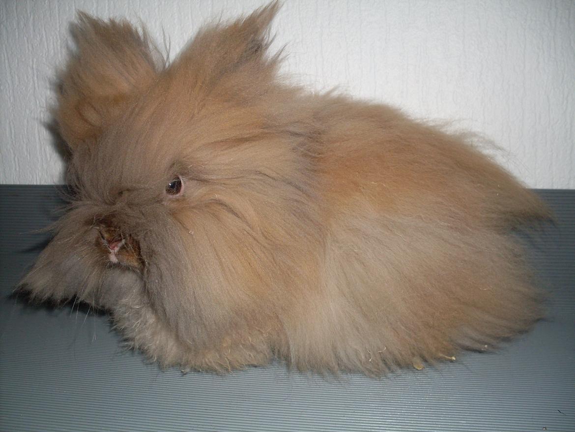 Kanin Indiana billede 1