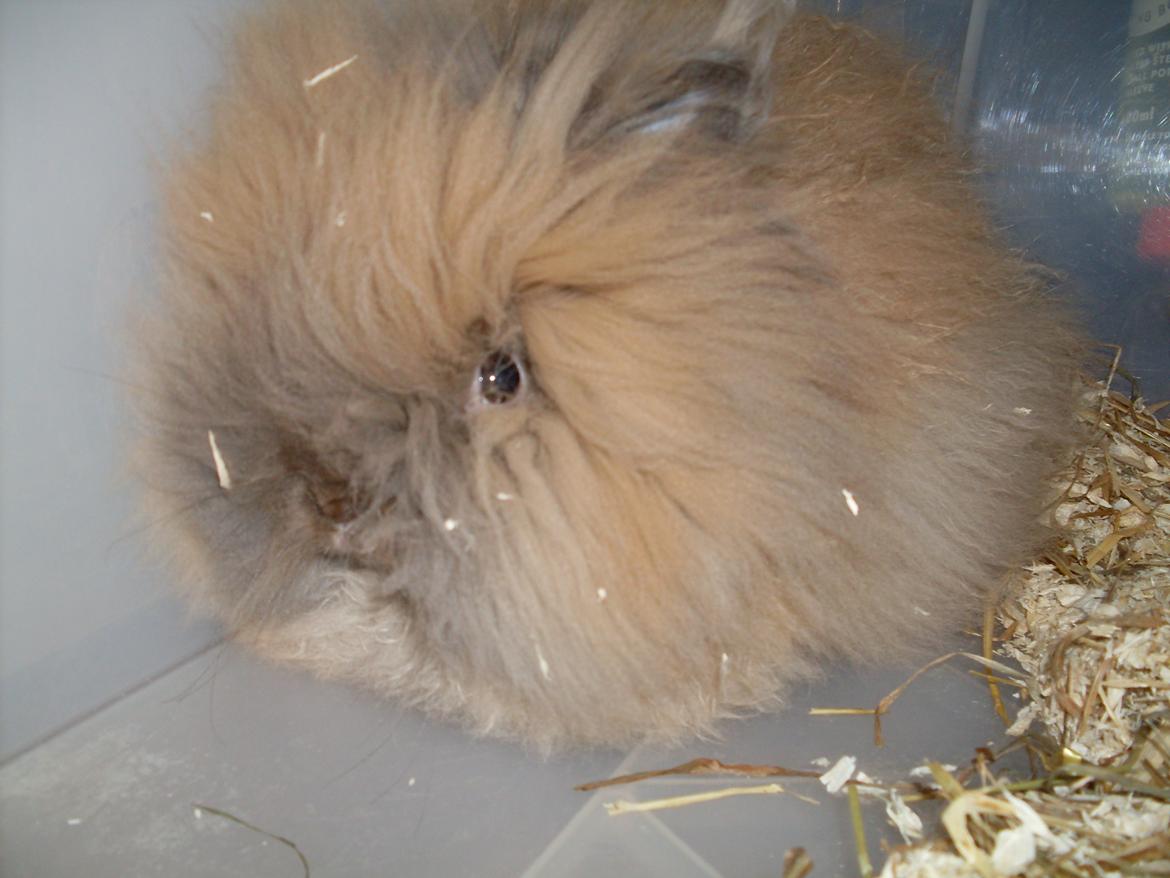 Kanin Indiana billede 4