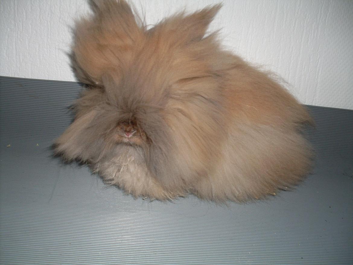 Kanin Indiana billede 8