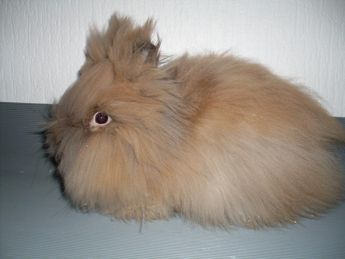 Kanin Indiana billede 9