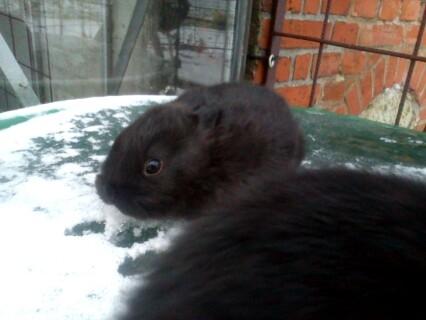 Kanin Ahrenkiels Stampe Jr. |Blanding| *R.I.P.* - Fotograf: Sarah A/Ahrenkiels Hermelin avl. billede 6