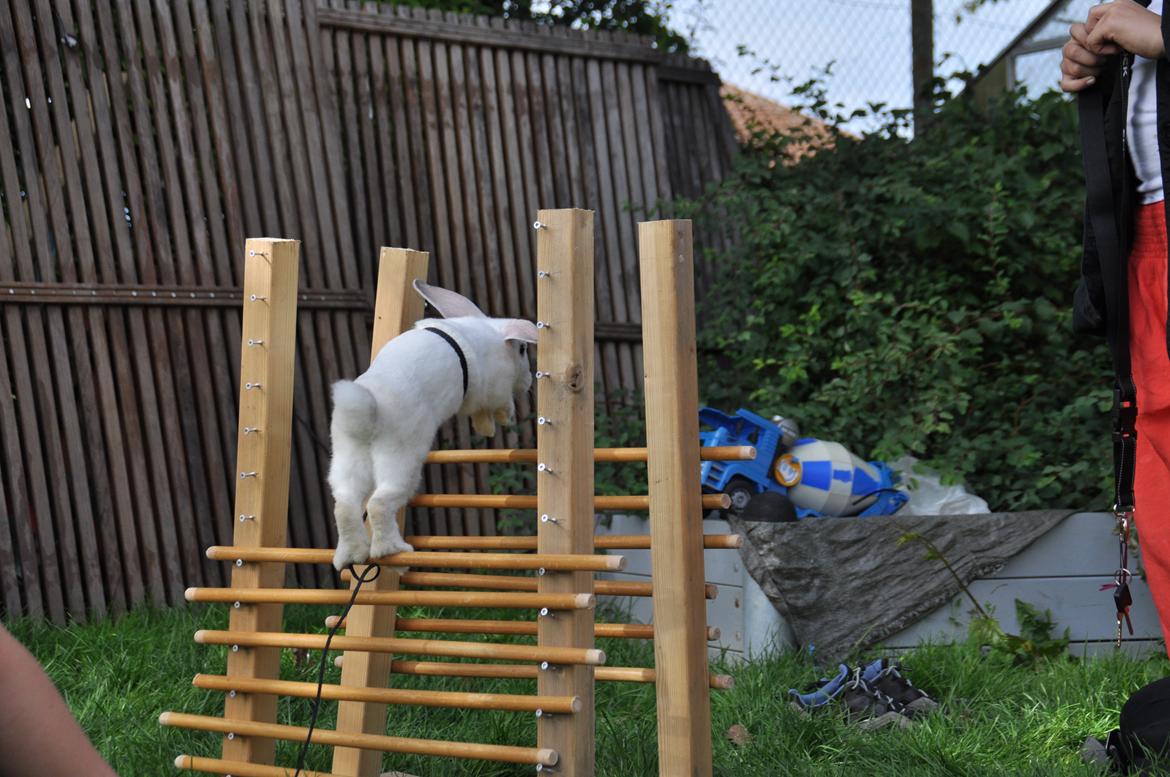 Kanin Sne - Tak for kigget;D
foto:miranda billede 20