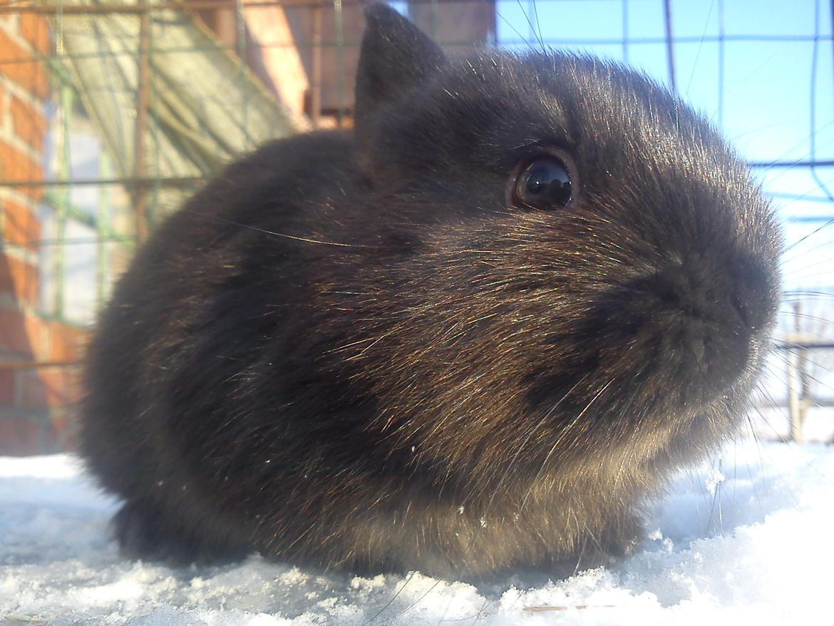 Kanin Ahrenkiels Stampe Jr. |Blanding| *R.I.P.* - Fotograf: Mig. billede 10