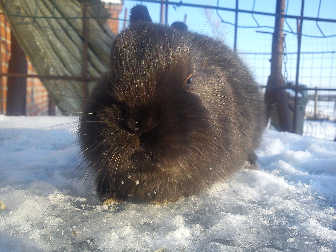 Kanin Ahrenkiels Stampe Jr. |Blanding| *R.I.P.* - Fotograf: Mig. billede 15