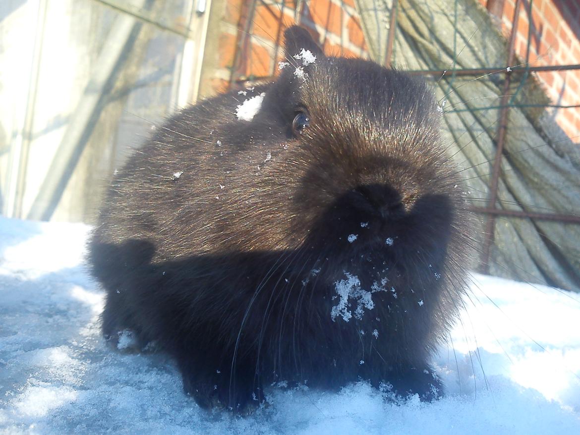 Kanin Ahrenkiels Stampe Jr. |Blanding| *R.I.P.* - Fotograf: Mig. billede 14