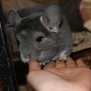 Chinchilla Løfbergs Flook <3.