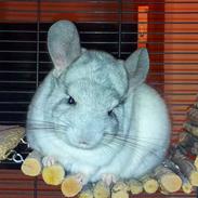 Chinchilla Turbo Chins Thilde