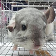 Chinchilla Turbo Chins Thilde