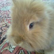 Kanin Hardis De Nero