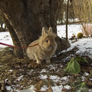 Kanin Hardis De Nero