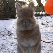 Kanin Hardis De Nero