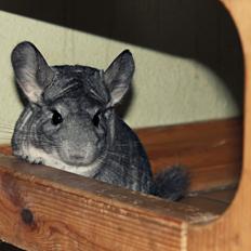 Chinchilla Humu Humu<3.