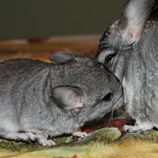 Chinchilla Humu Humu<3.