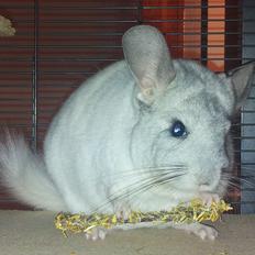 Chinchilla Turbo Chins Thilde