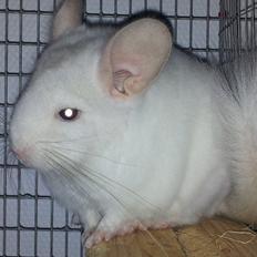Chinchilla Løfbergs Gustav