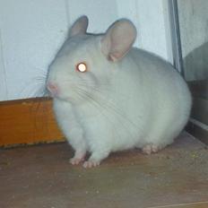 Chinchilla Løfbergs Gustav