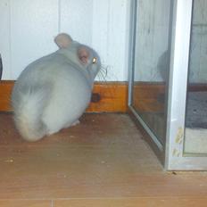 Chinchilla Løfbergs Gustav