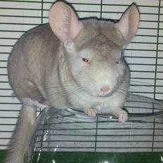 Chinchilla Laban