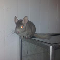 Chinchilla Laban