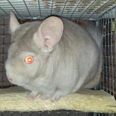Chinchilla Laban