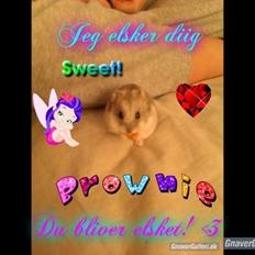 Dværghamster brownie