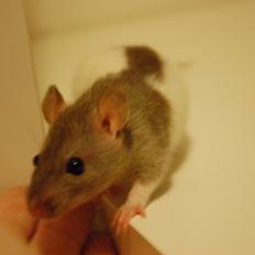 Tamrotte Hakuna
