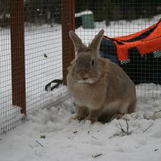 Kanin Bakkegaarden's Malibu